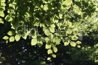 Green leaves in sunlight