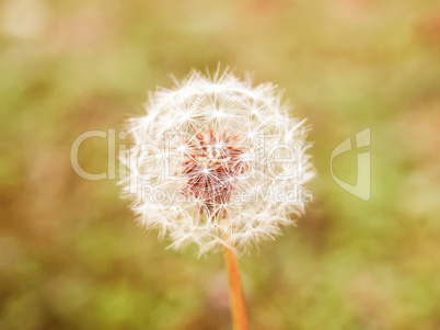 Retro looking Dandelion