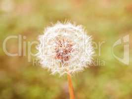 Retro looking Dandelion