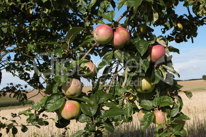 Branches of apple