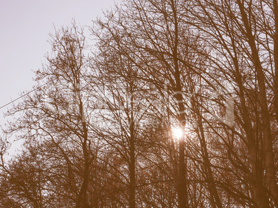Retro looking Sun behind the trees
