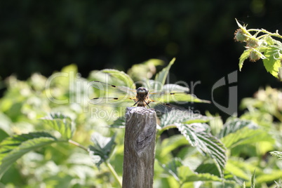 Dragonfly