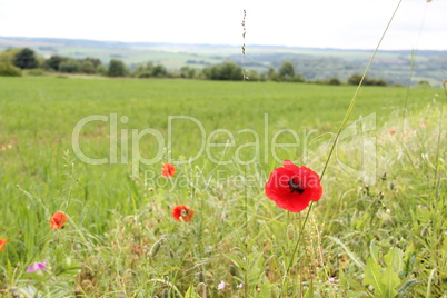 Red poppy flowers