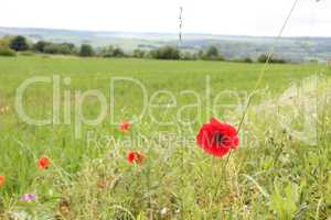 Red poppy flowers