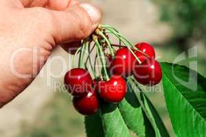 Branch of ripe cherries in the hand