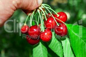 Branch of ripe cherries in the hand