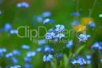 Little blue flowers on green background