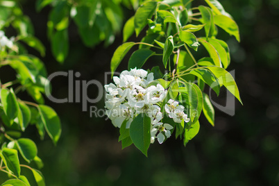 Flowering branch of apple tree