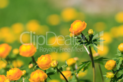 Yellow flowers on green background with shallow depth of field
