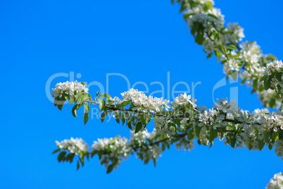 Flowering branch of apple tree