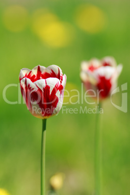Tulip on green background with shallow depth of field