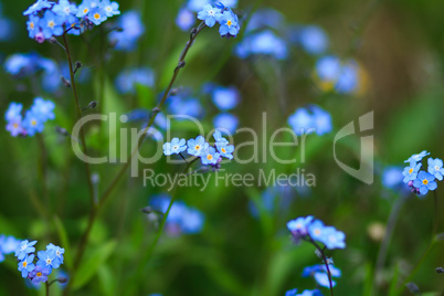 Little blue flowers on green background