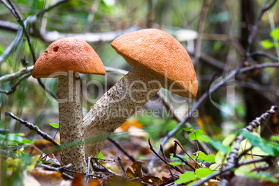 Eatable mushroom in the forest