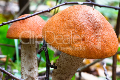 Eatable orange mushroom in the forest