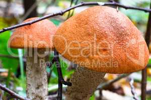Eatable orange mushroom in the forest