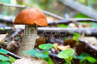 Eatable mushroom in the forest