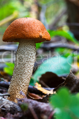 Eatable mushroom in the forest