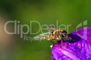 Bee on purple flower