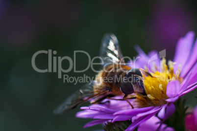 Bee on purple flower