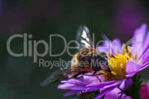 Bee on purple flower