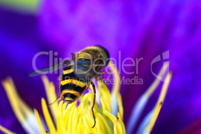 Bee on purple flower