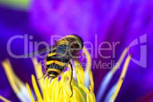 Bee on purple flower