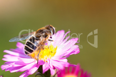 Bee on purple flower