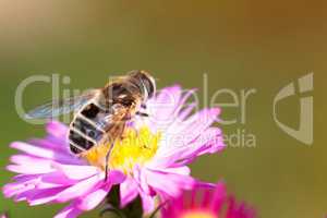 Bee on purple flower