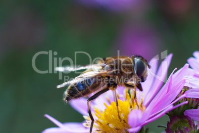 Bee on purple flower