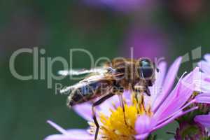 Bee on purple flower