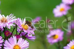 Bee on purple flower