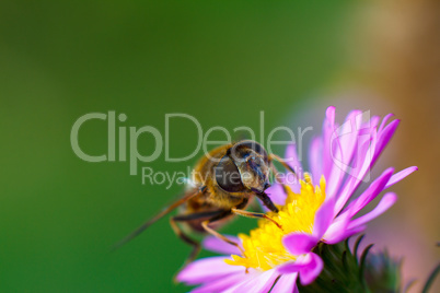 Bee on purple flower