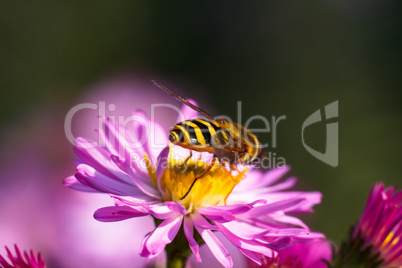 Bee on purple flower. Shallow depth of field