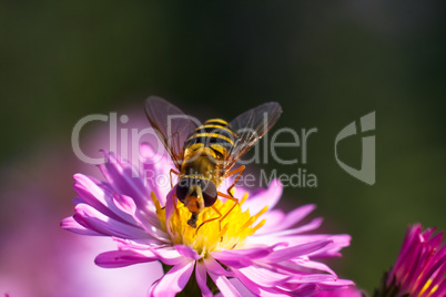 Bee on purple flower. Shallow depth of field