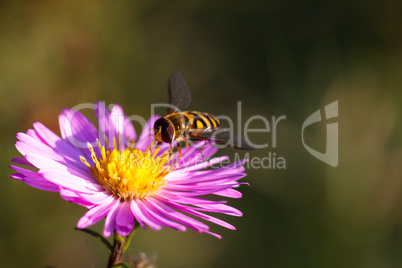 Bee on purple flower. Shallow depth of field