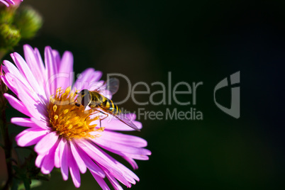 Bee on purple flower. Shallow depth of field