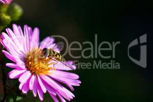 Bee on purple flower. Shallow depth of field