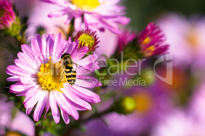 Bee on pink flower