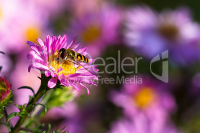 Bee on pink flower