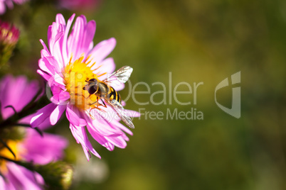 Bee on purple flower