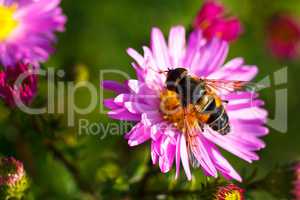 Bee on pink flower