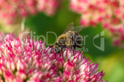 Bee on pink flower. Shallow depth of field