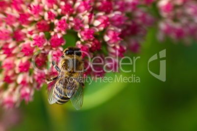 Bee on pink flower. Shallow depth of field