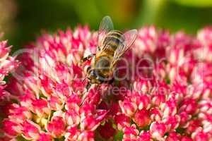 Bee on pink flower. Shallow depth of field