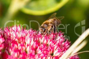 Bee on pink flower. Shallow depth of field