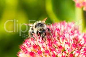 Bee on pink flower. Shallow depth of field