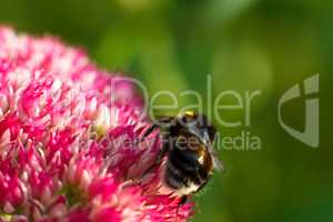 Bee on pink flower. Shallow depth of field