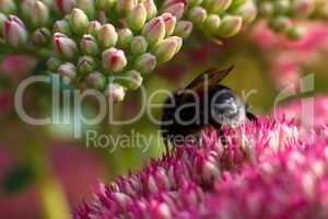 Bee on pink flower. Shallow depth of field