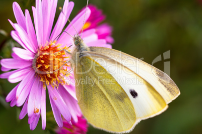 Close-up butterfly on flower