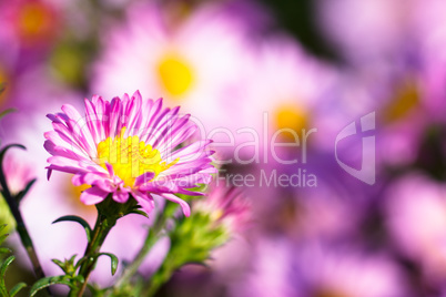 Bush of violet flowers